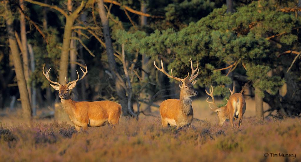 Red Deer Stags_2.jpg